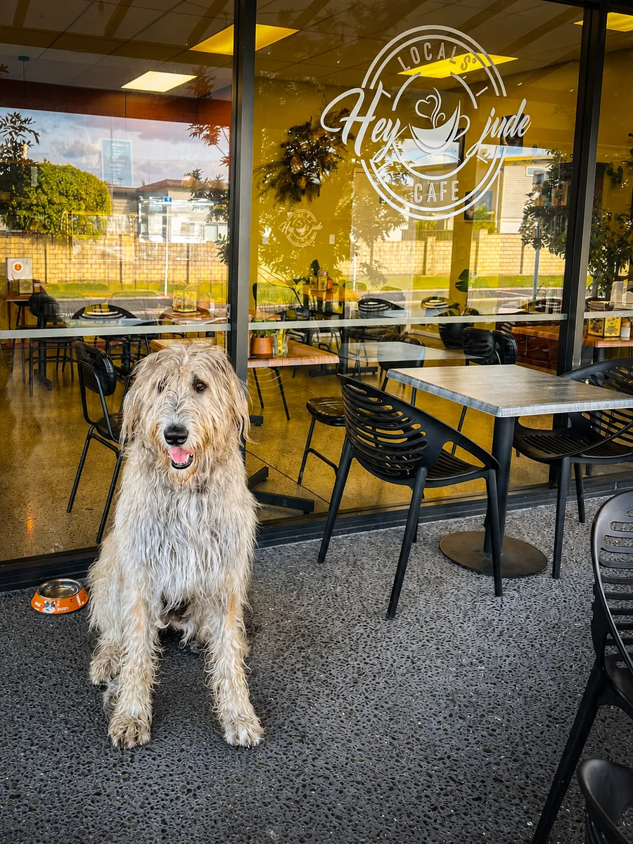 A dog beside the sunny cafe patio